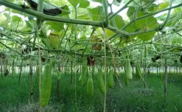 বোয়ালখালীতে লাউ চাষে সফল কৃষক সাজ্জাদ 
