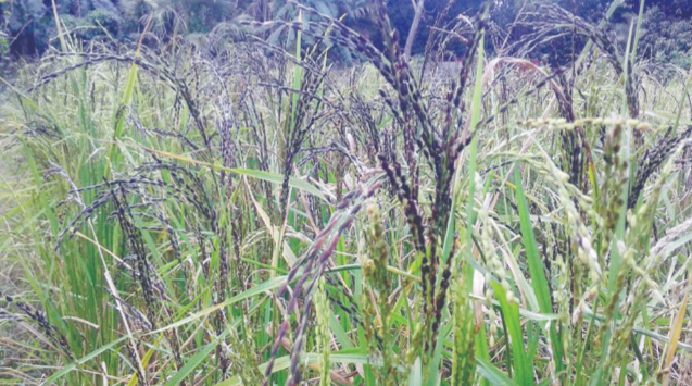 বোয়ালখালীতে বিলুপ্ত পথে কালোজিরা ধানের আবাদ