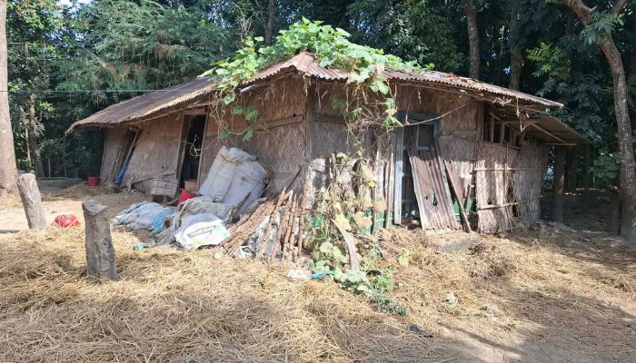 ফটিকছড়িতে আবারো কৃষকের তিনটি গরু চুরি