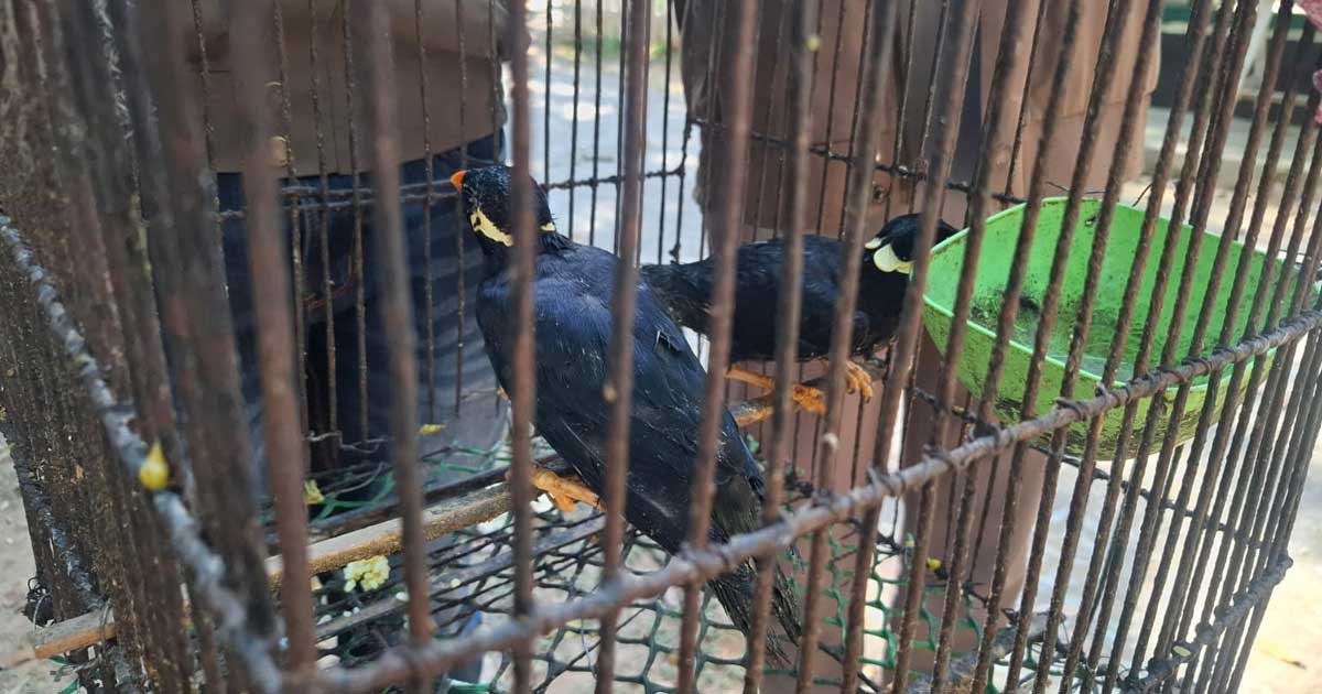 কাপ্তাই থেকে ‘পাচারকালে’ দুই ময়না উদ্ধার