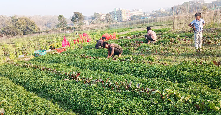 রমজান ঘিরে পাহাড়ের পাদদেশে পুদিনার আবাদ, অর্ধকোটির বাণিজ্যের আশা