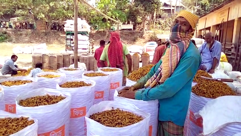 সবুজ পাহাড়ে হলুদের বাম্পার ফলন, শতকোটি টাকার উৎপাদনের লক্ষ্যমাত্রা