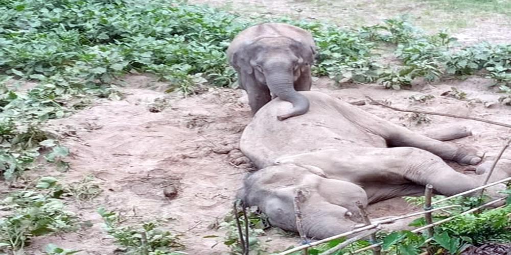 রাঙামাটির লংগদু’য় অসুস্থ বন্যহাতির মৃত্যু; মৃত সঙ্গীকে ছেড়ে যাচ্ছে না স্ত্রী হাতি