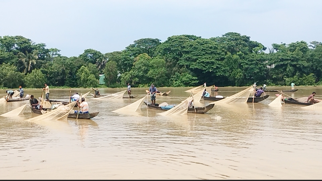 হালদা নদীতে প্রথম দফায় ডিম ছেড়েছে কার্পজাতীয় মা মাছ, নদীতে ডিম সংগ্রহের উৎসব 