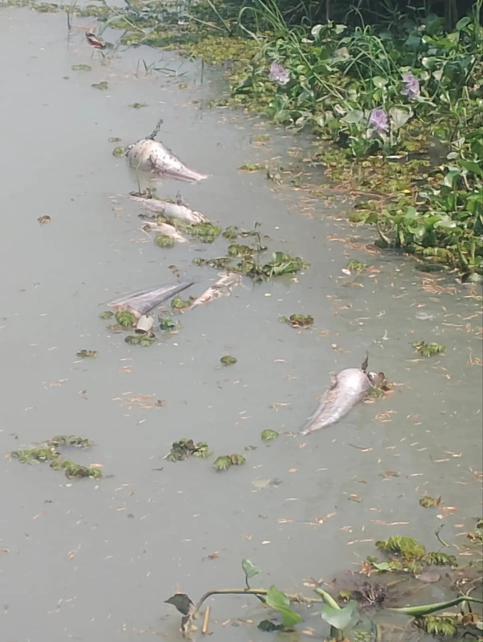 রাতে সুইস গেইট খুলে খালে বিষ প্রয়োগ: মাছ নিধন ও কৃষিতে বিপর্যয়, স্বাস্থ্যঝুঁকিতে এলাকাবাসী