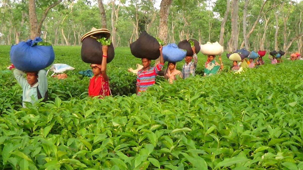 বঞ্চনা ও হতাশার ঘেরাটোপে বন্দি আসামের বাগান -শ্রমিকদের জীবন
