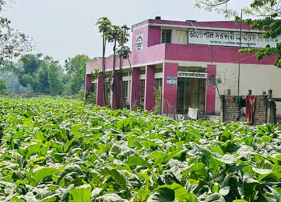 চকরিয়ায় ১৯ বিদ্যালয়ের পাশে তামাকখেত, ঝুঁকিতে শিশুরা