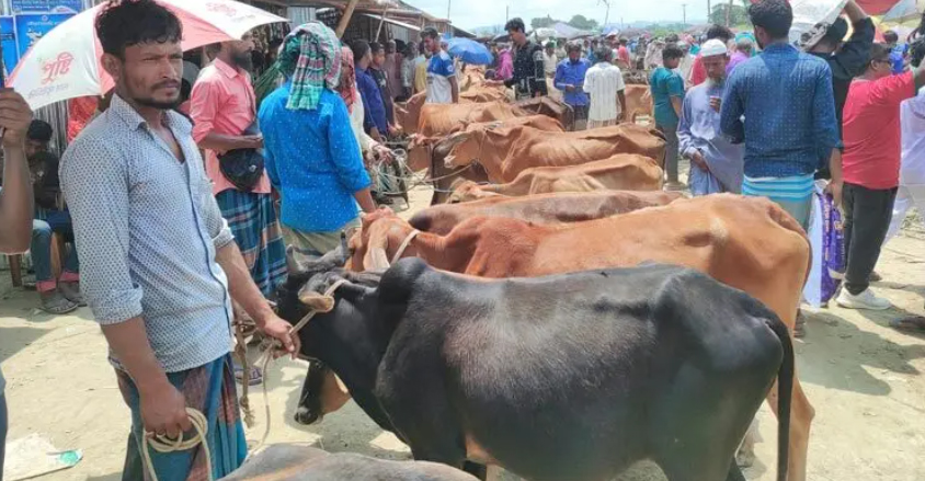 পাহাড়ের কোলে বেড়ে ওঠা গরুতে ভরপুর রাঙ্গামাটির মাইনীমুখ হাট