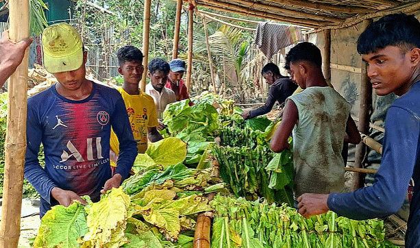তামাকের ধোঁয়ায় আচ্ছন্ন থাকে যে গ্রাম, শ্বাস নিলেও ঢোকে বিষাক্ত ধোঁয়া