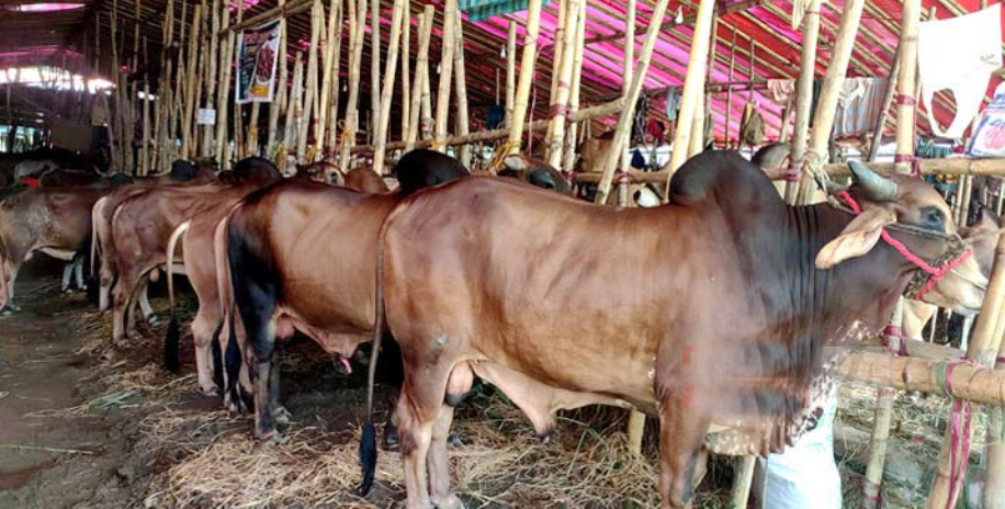 ৩৫ হাজারের বেশি কোরবানির পশু আনতে হবে চট্টগ্রামে, দাম বাড়বে ১০-১৫ শতাংশ