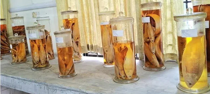 বিলুপ্ত-বিরল মাছের অনন্য সংগ্রহশালা চাঁদপুরের ফিশ মিউজিয়াম