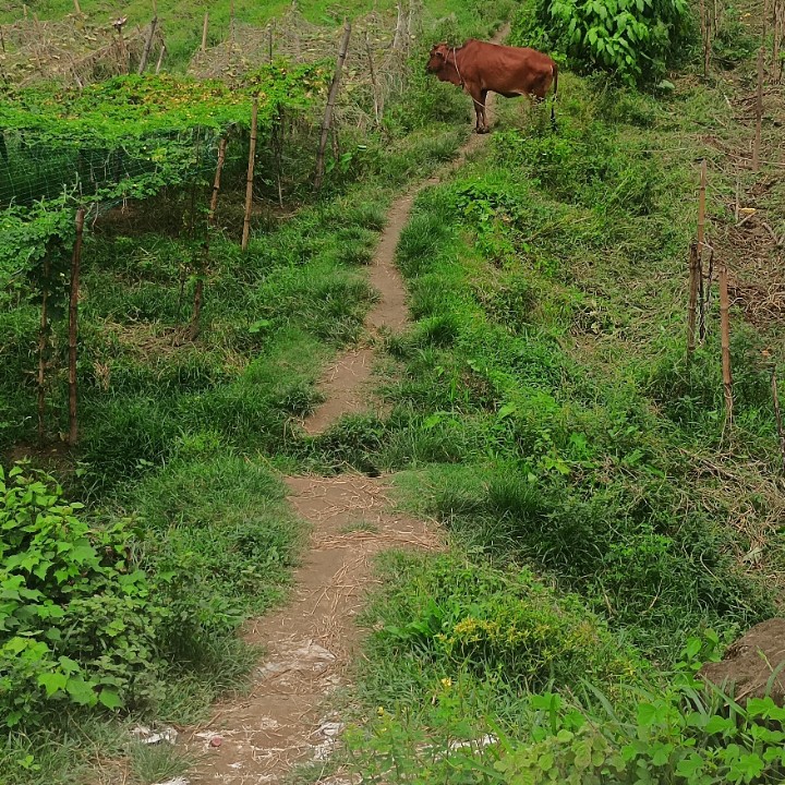 পাহাড় পাড়া ব্রিজ থেকে বলিয়ারচড় বাজার রাস্তাটি সম্পূর্ণ সংস্কারের দাবি: অর্ধেক বরাদ্দে কাটছে না দুর্ভোগ