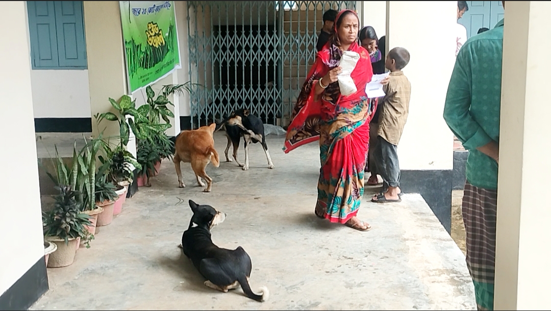 ইউনিয়ন পরিষদে বেওয়ারিশ কুকুরের অবাধ বিচরণ : সেবাগ্রহীতারা আতংকে 