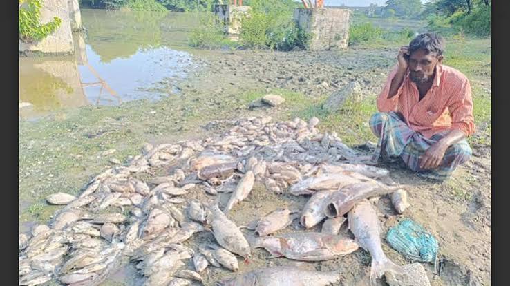 কাফকোর রাসায়নিকযুক্ত বর্জ্যপানিতে মরছে মৎস্যঘেরের মাছ 