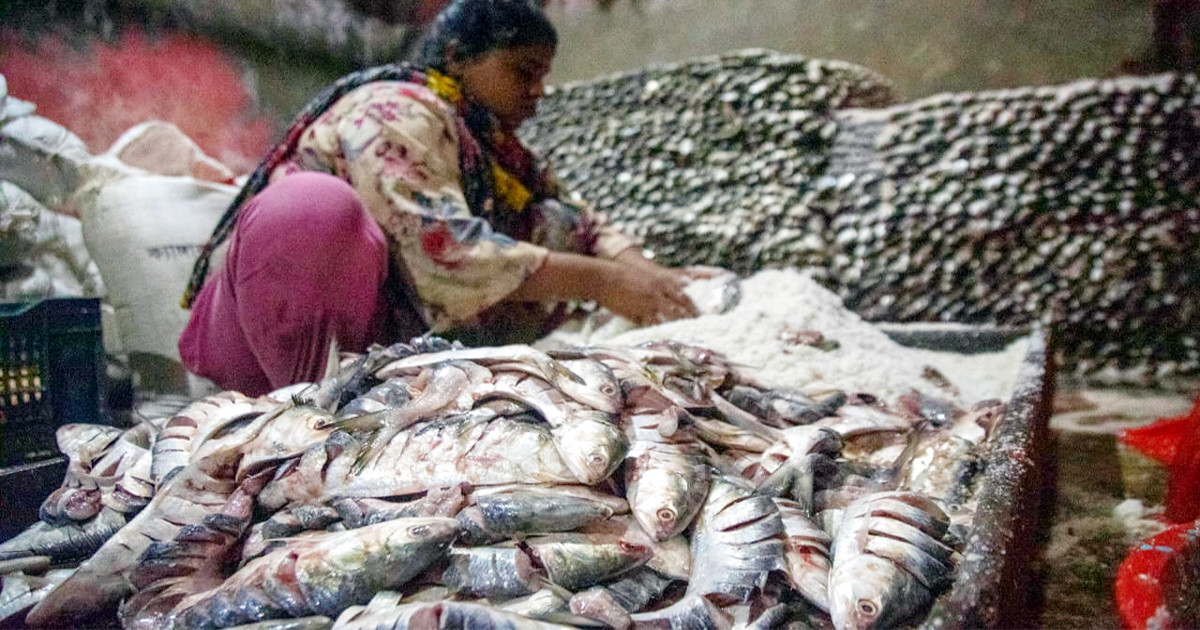 লবণের স্তরে সংরক্ষিত ঐতিহ্য: চট্টগ্রামের নোনা ইলিশের গল্প