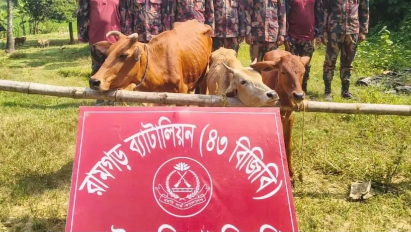 মিরসরাই সীমান্তে বিজিবির অভিযানে ৩ ভারতীয় গরু জব্দ